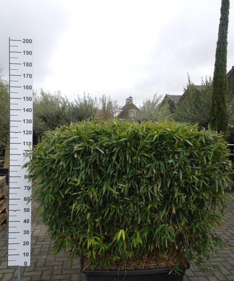 Bamboe Phyllostachys Aurea in bak