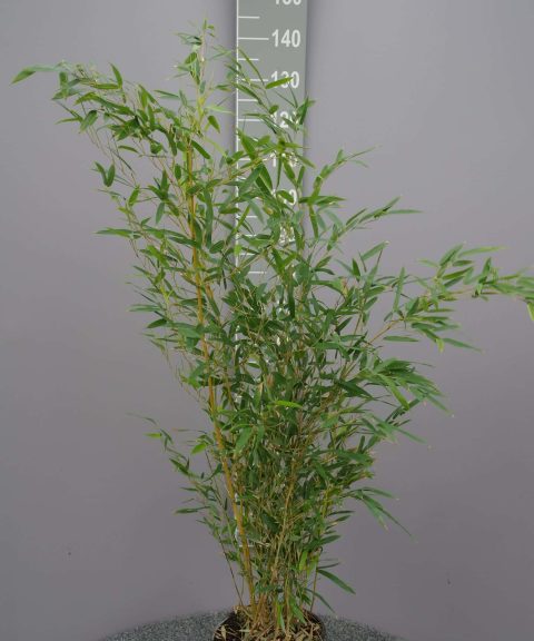 Bamboe Phyllostachys Aureocaulis