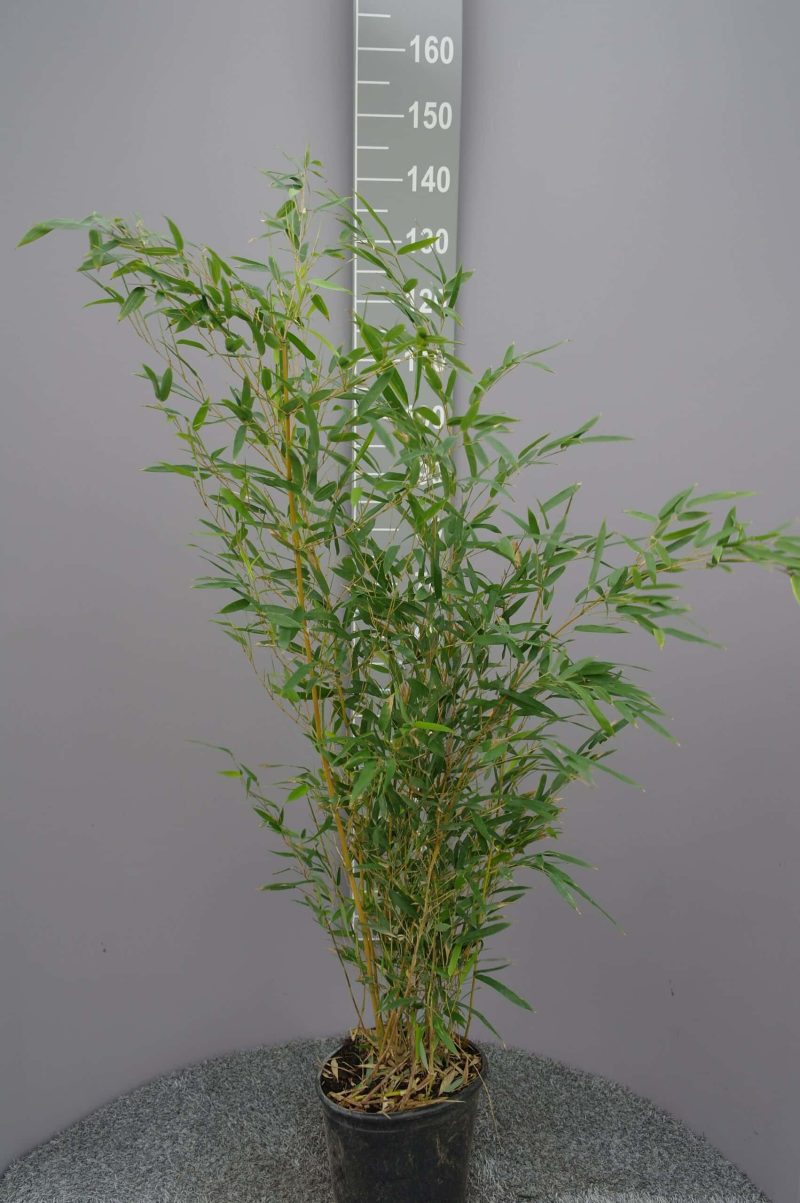 Bamboe Phyllostachys Aureocaulis