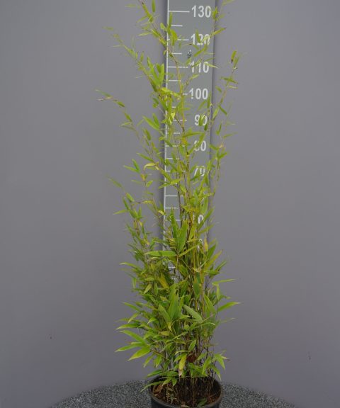 Bamboe Phyllostachys Nigra