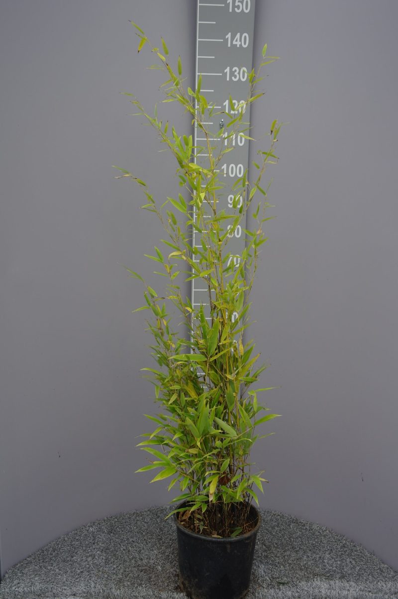 Bamboe Phyllostachys Nigra