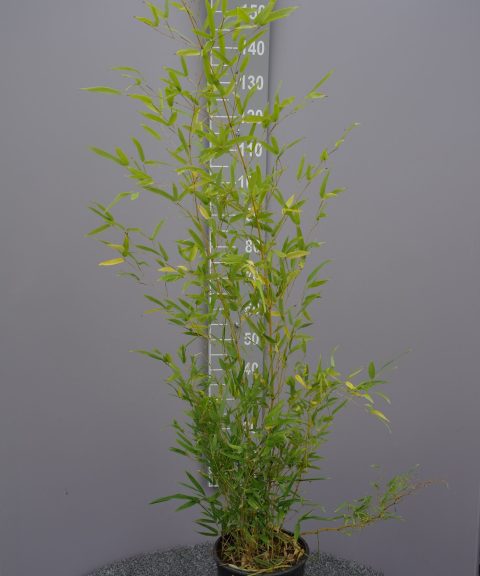 Bamboe Phyllostachys Spectabilis