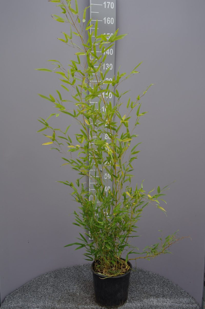 Bamboe Phyllostachys Spectabilis