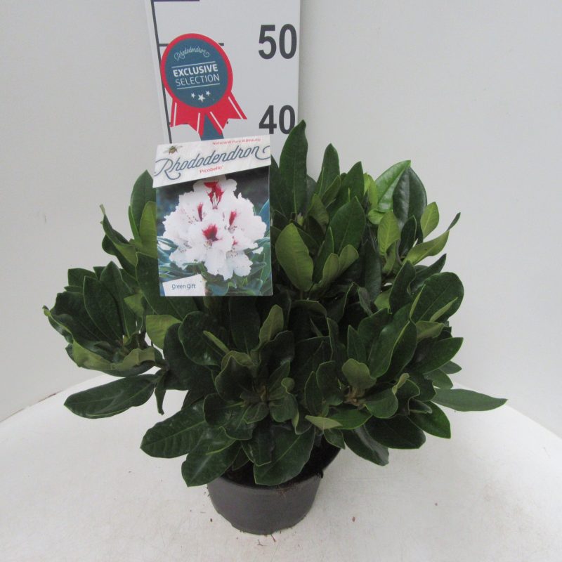 Rhododendron 'Hachmann's Picobella' wit met rood hart