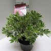 Pieris 'Flaming Silver'