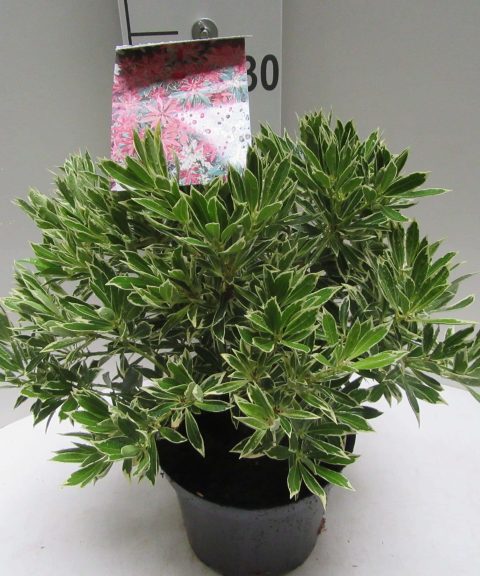 Pieris 'Flaming Silver'