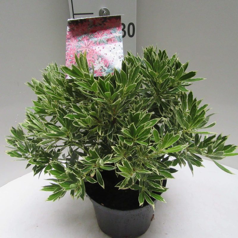 Pieris 'Flaming Silver'