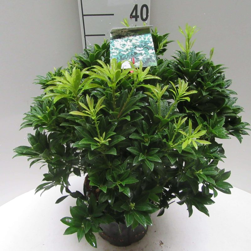 Pieris Japonica 'Cupido'