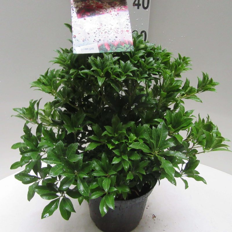 Pieris 'Mountain Fire'
