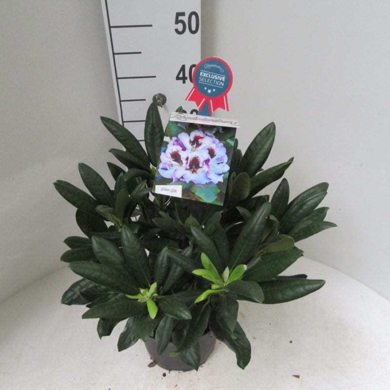 Rhododendron 'Pinguin' lila met donker hart