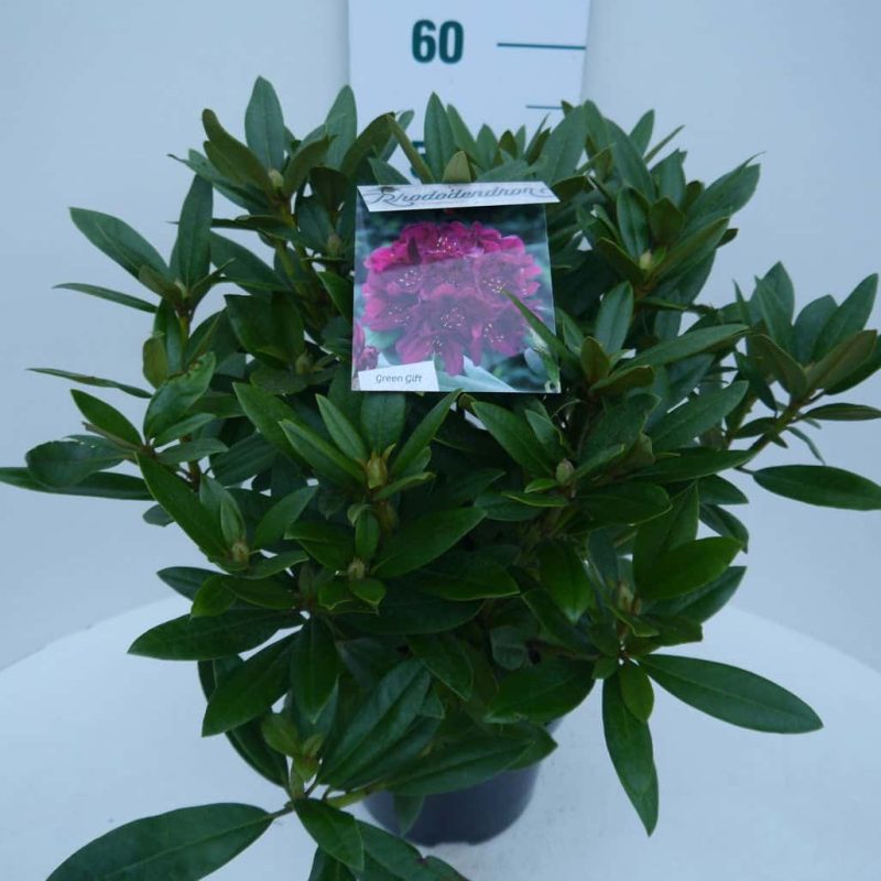 Rhododendron 'Polarnacht' bordeaux rood