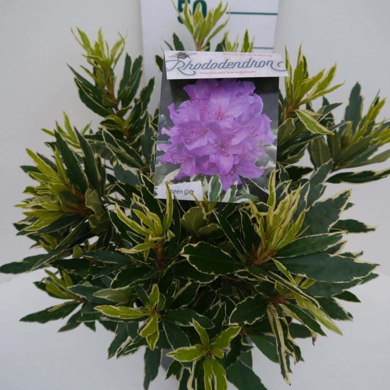 Rhododendron 'Ponticum Variegatum' paars