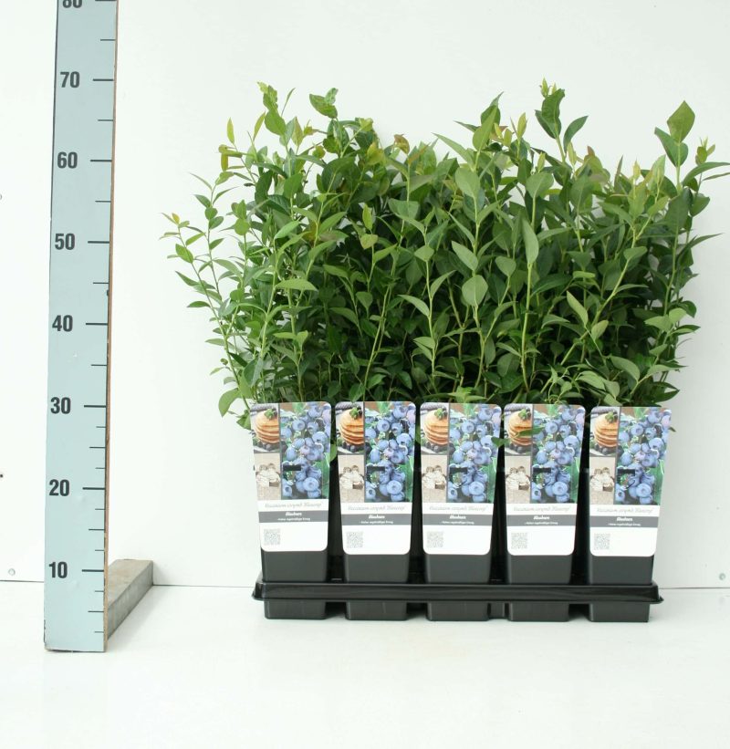 Vaccinium corymbosum ‘Elisabeth'