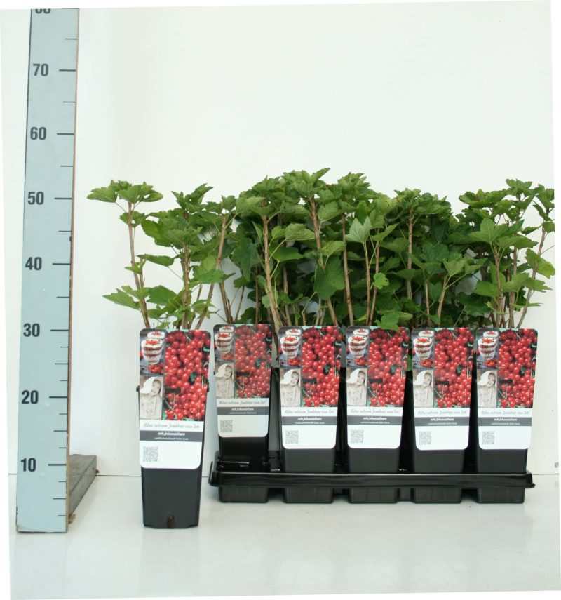 Bessen pakket - Afbeelding 4