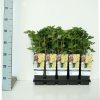 Ribes rubrum 'Weisse Versailler' - witte bes