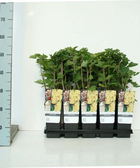 Ribes rubrum 'Weisse Versailler' - witte bes