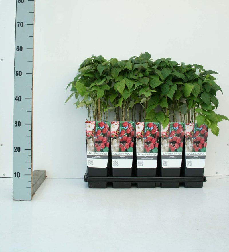 Rubus idaeus 'Enrosadira'®- framboos - Afbeelding 2