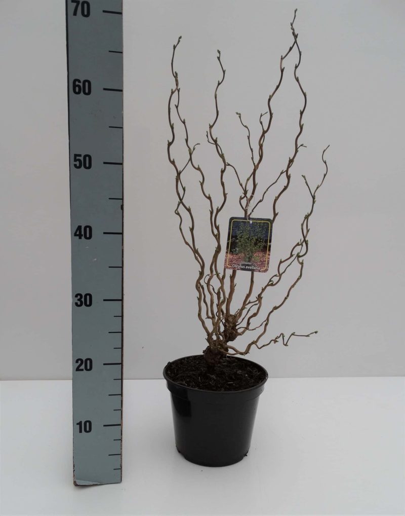 Corylus avellana 'Scooter'® - Afbeelding 2