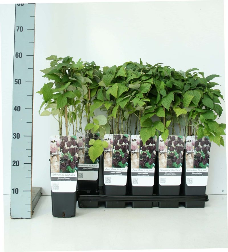Rubus ‘Black Cascade’ - Braam - Afbeelding 2