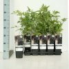 Sambucus Nigra 'Haschberg' - vlierbes