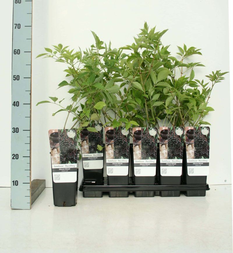 Sambucus Nigra 'Haschberg' - vlierbes
