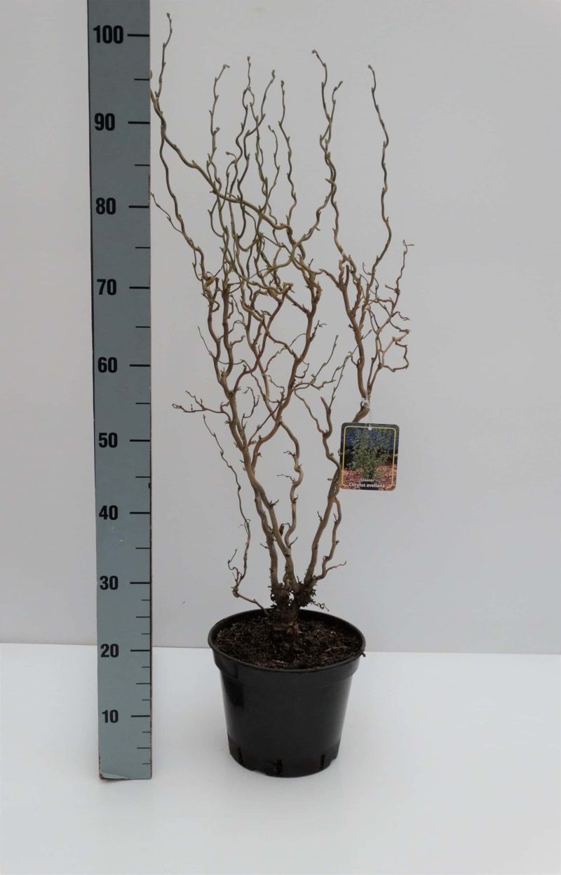 Corylus avellana 'Scooter'®