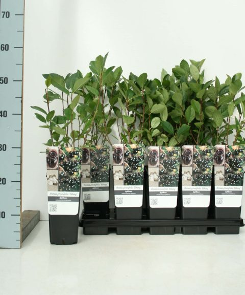 Aronia Prunifolia 'Nero'