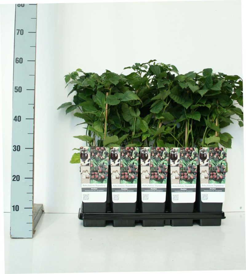 Rubus 'Boysenberry' - Frambraam