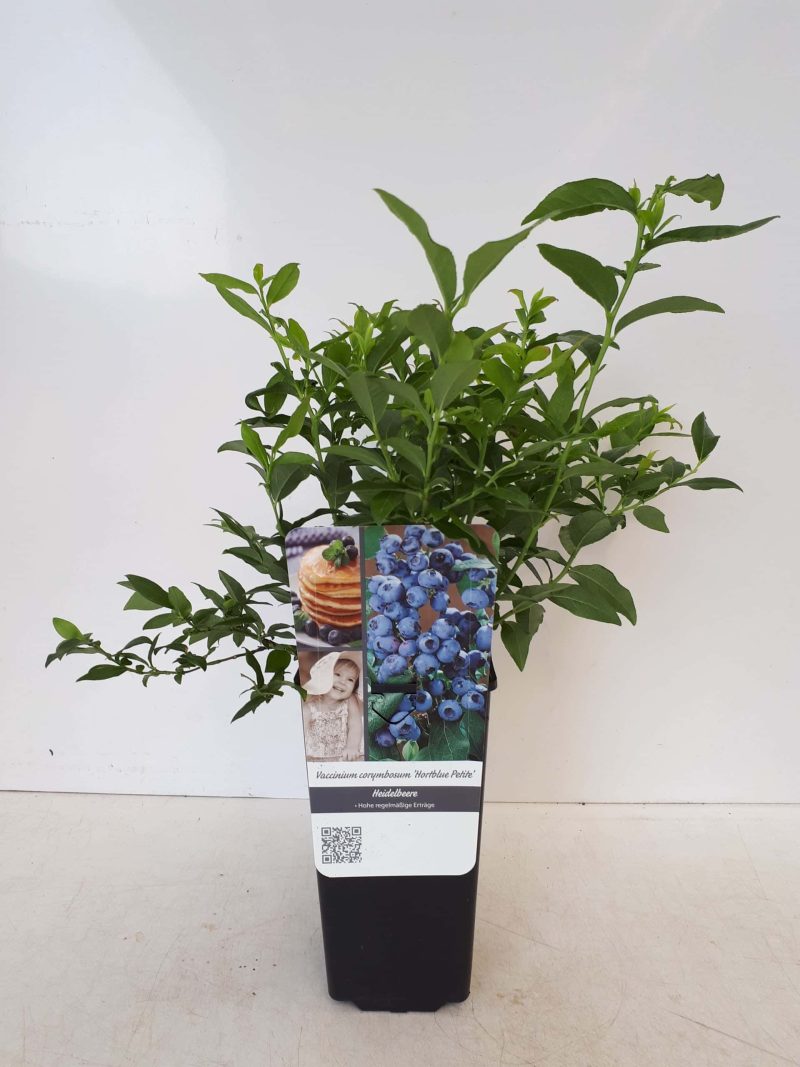 Vaccinium corybosum ‘Hortblue Poppins’®