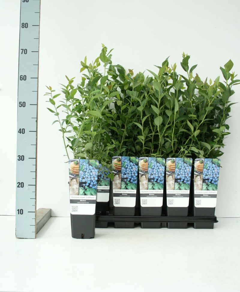 Vaccinium corybosum ‘Goldtraube’