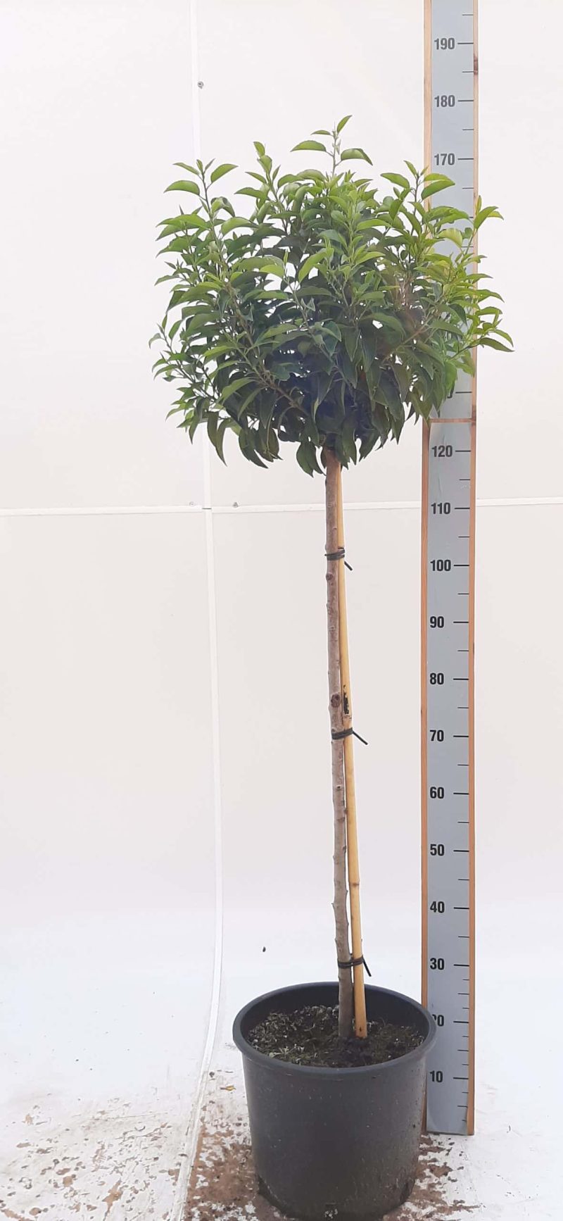 Prunus Lusitanica Angustifolia op stam - Afbeelding 4