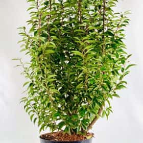 Prunus Lusitanica Angustifolia (Portugese laurier)