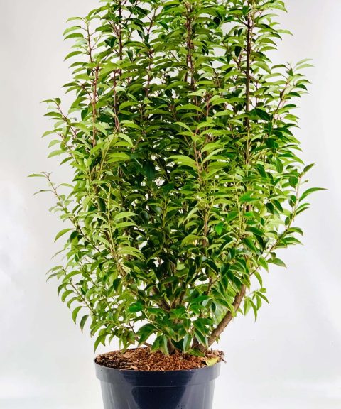 Prunus Lusitanica Angustifolia (Portugese laurier)
