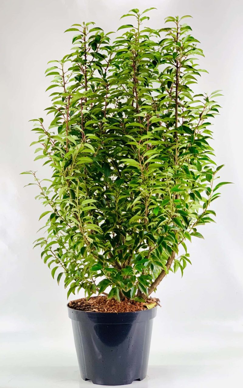 Prunus Lusitanica Angustifolia (Portugese laurier)