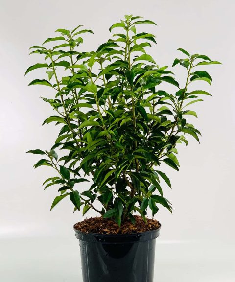 Portugese laurier (Prunus lusitanica 'Angustifolia')