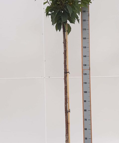 Prunus Ser. 'Kanzan'
