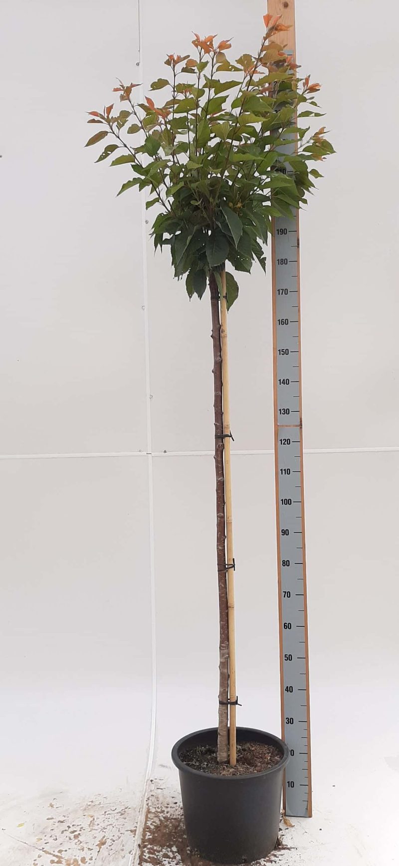 Prunus Ser. 'Kanzan'