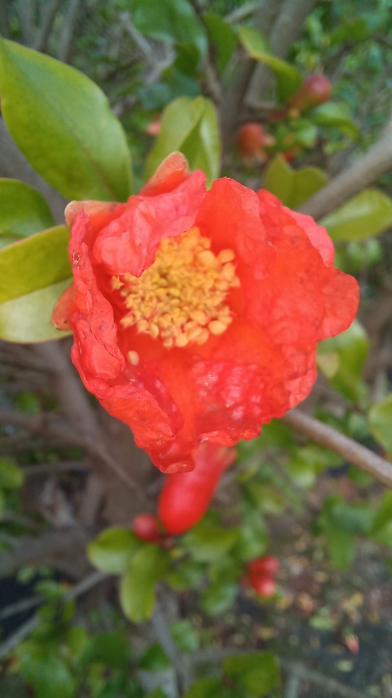 Punica Legrelliae- Granaatappel - Afbeelding 3