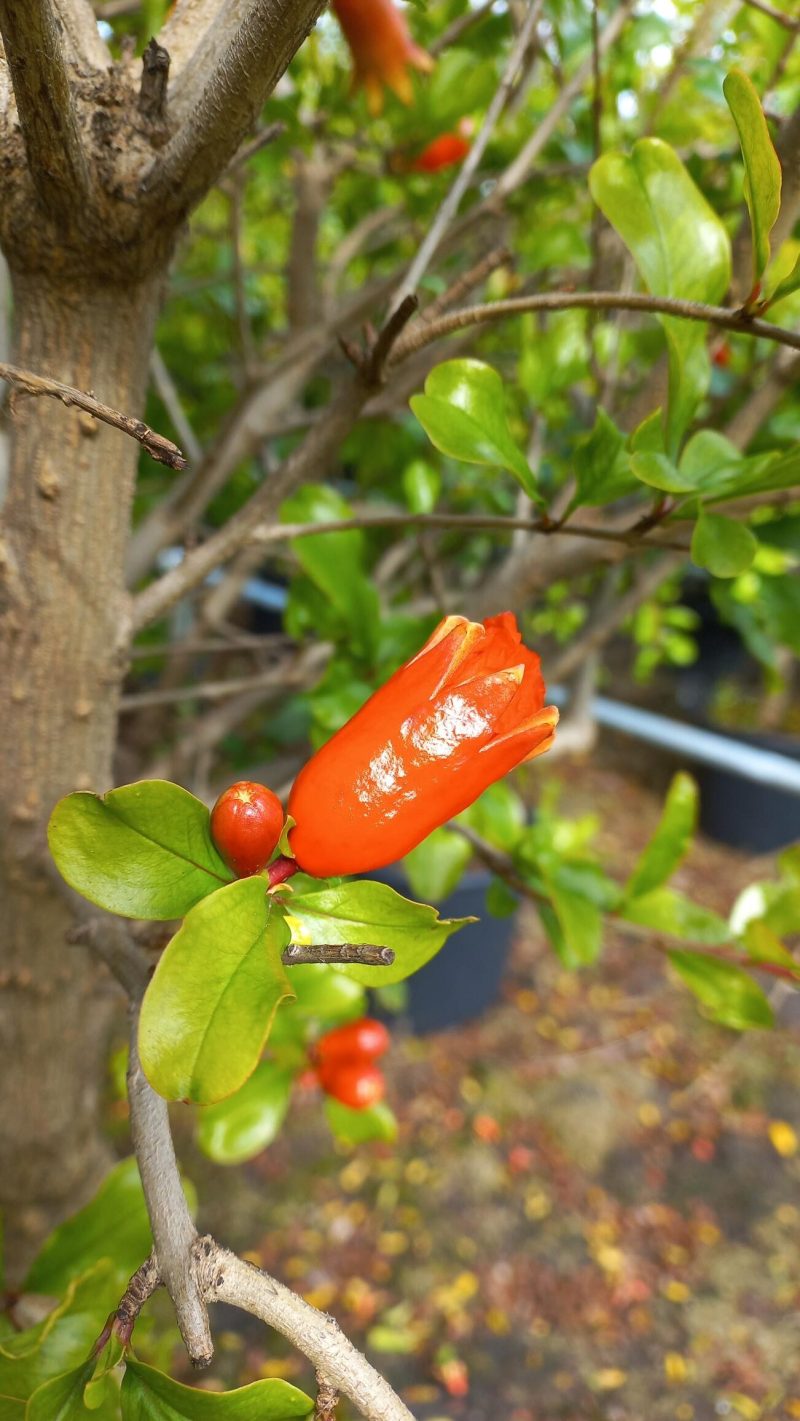 Punica Legrelliae- Granaatappel - Afbeelding 2