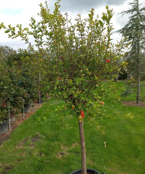 Punica Granatum - Granaatappel