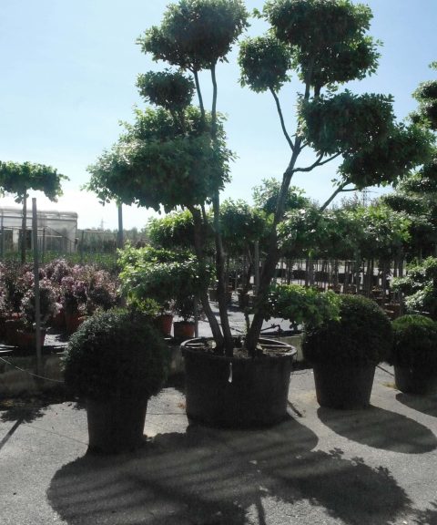 Quercus ilex