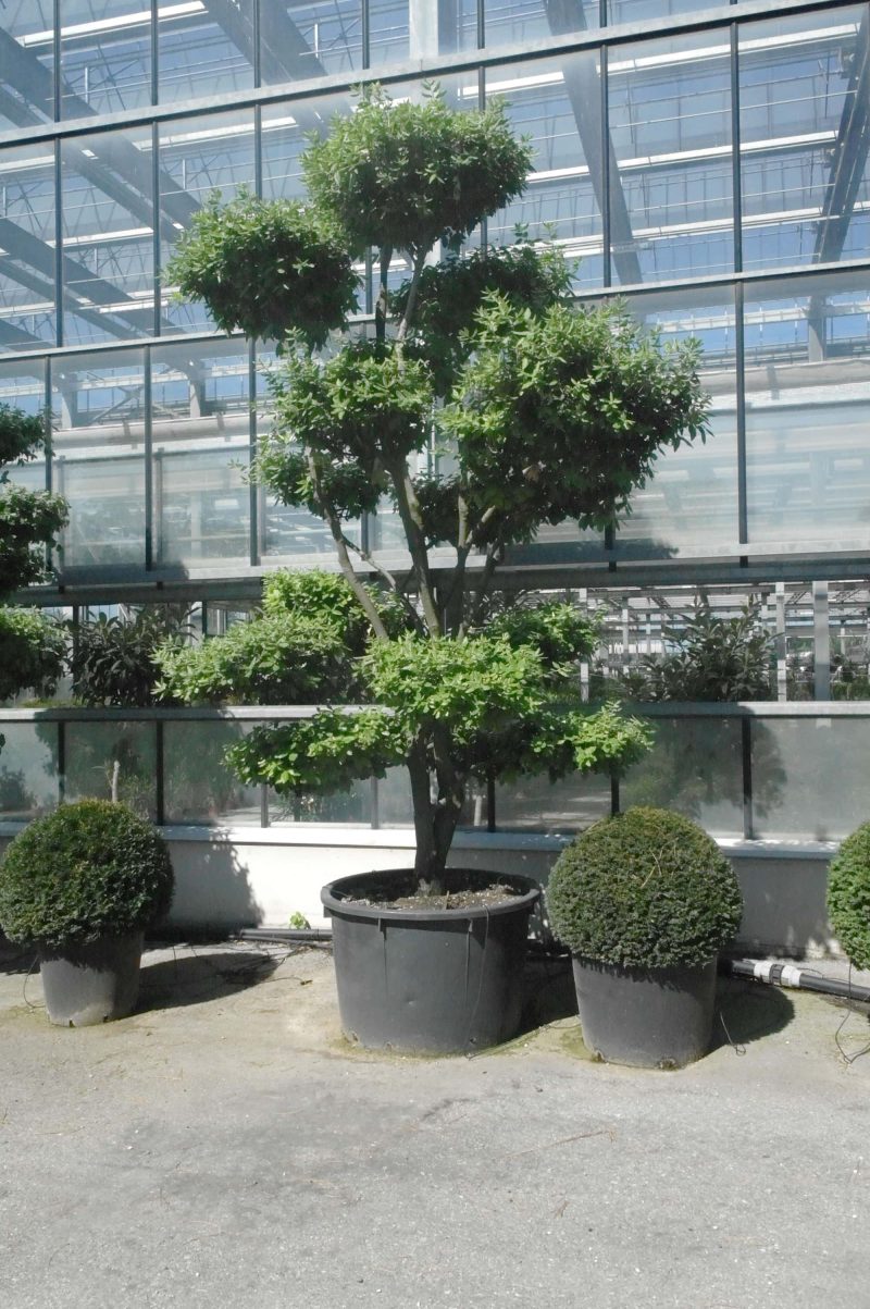 Quercus ilex - Afbeelding 2