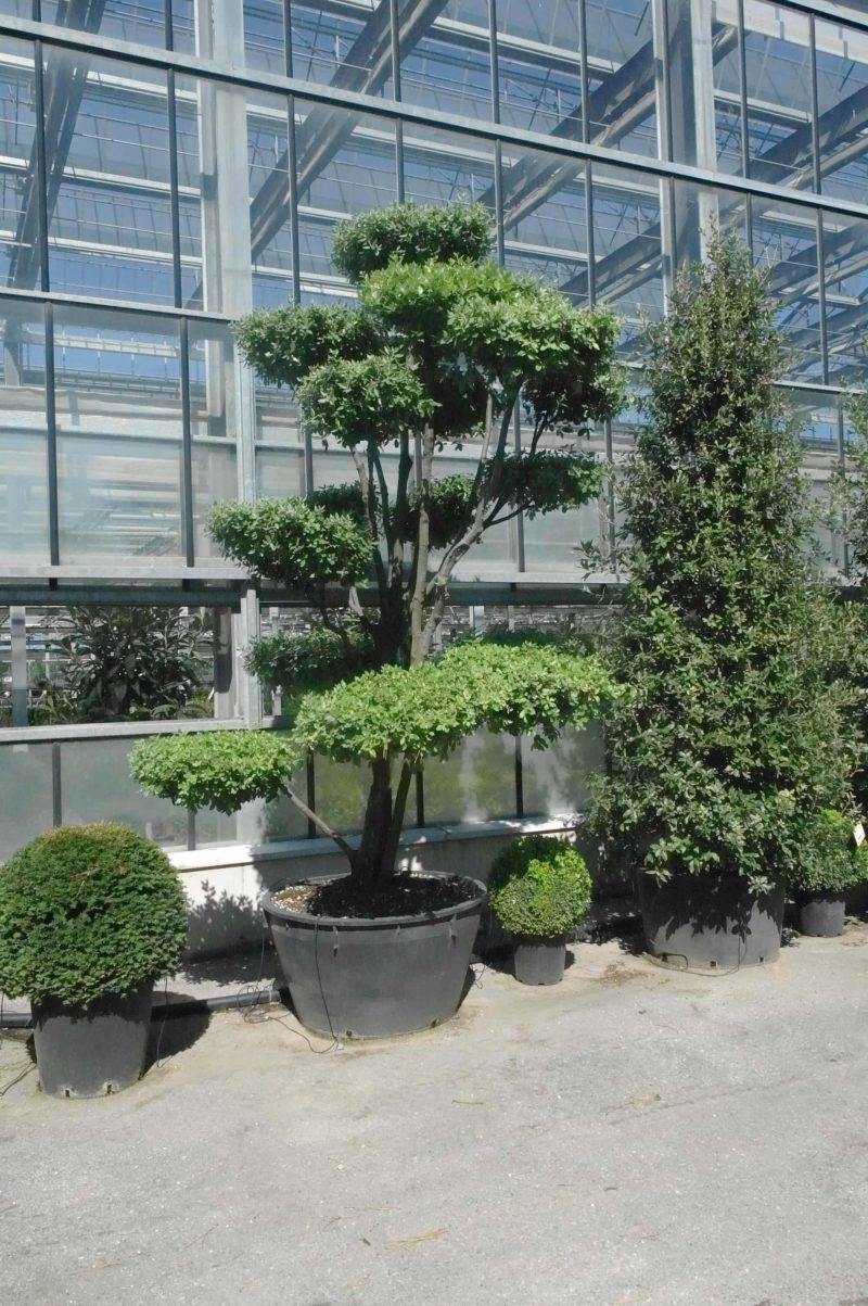 Quercus ilex - Afbeelding 3