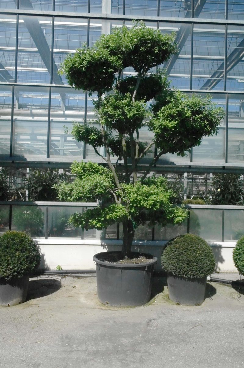 Quercus ilex - Afbeelding 4