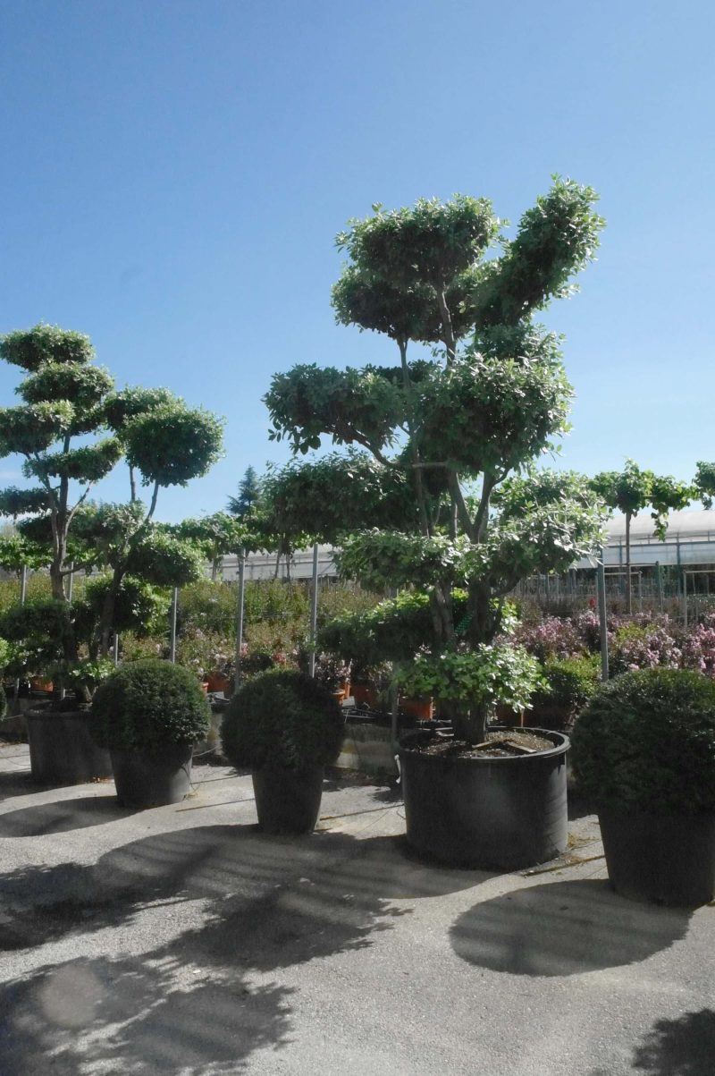 Quercus ilex - Afbeelding 5