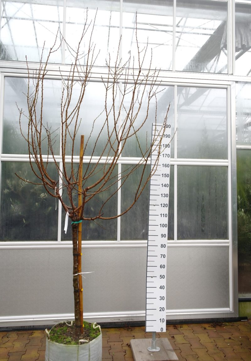 Prunus a. 'Bulida' - Abrikoos
