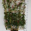 Photinia red Robin Leirek