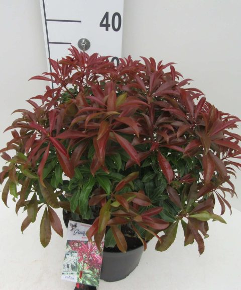 Pieris japonica 'Red Mill'
