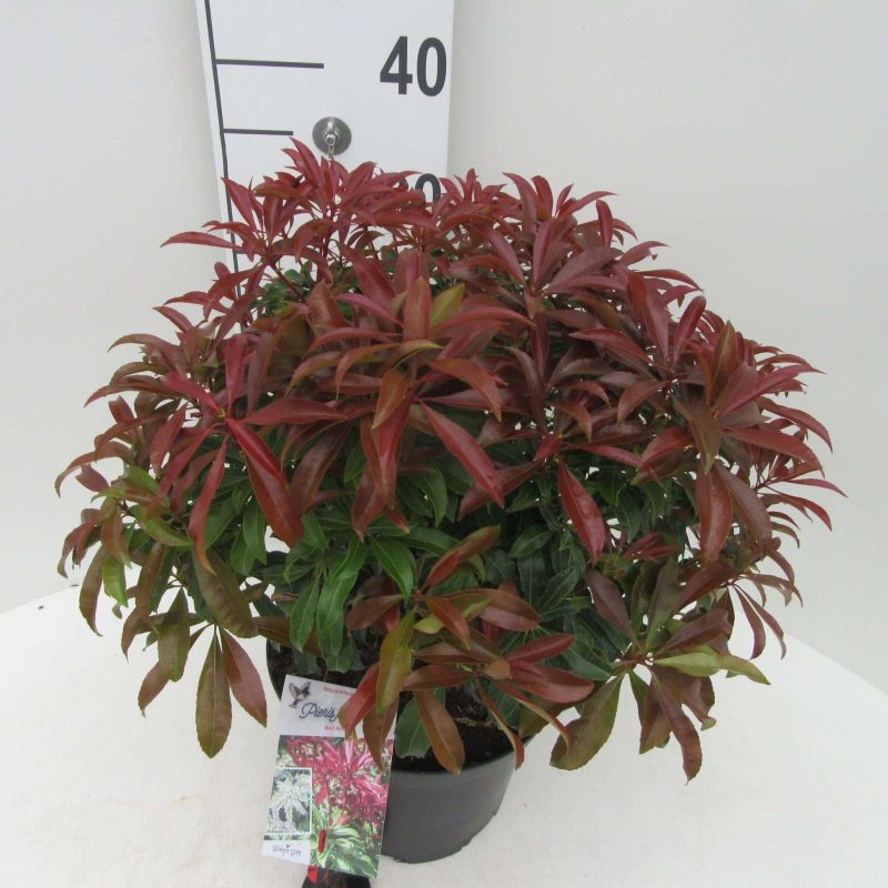 Pieris japonica 'Red Mill'