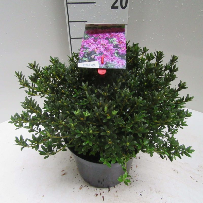 Rhododendron 'Frost Hexe' paars